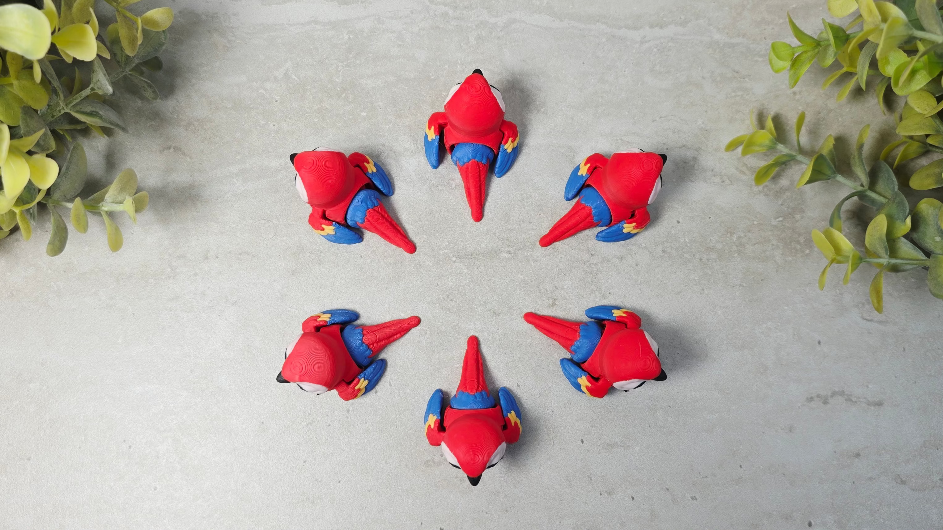 Scarlet Macaw
