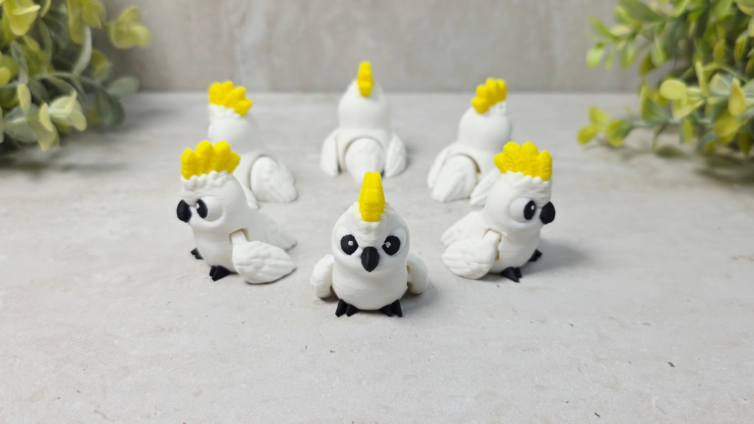 Cockatoo