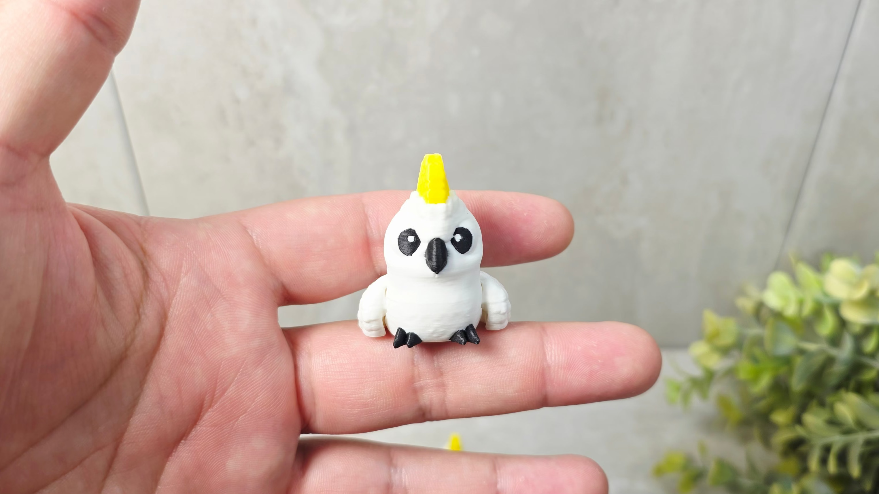 Cockatoo